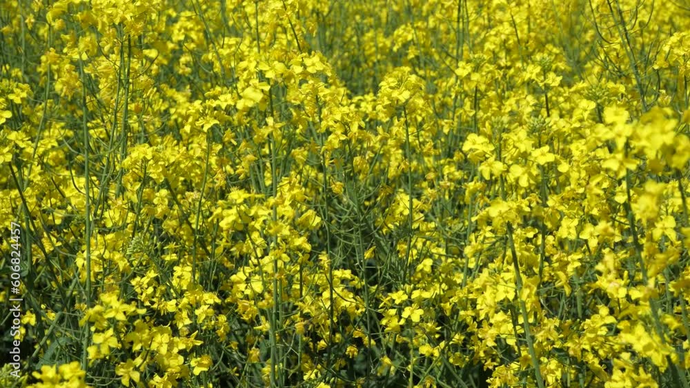 Rapeseed bloom. Honey collection time.
Rapeseed is an industrial crop. Excellent honey plant.
Rapeseed bloom. Honey collection time.
Rapeseed is an industrial crop. Excellent honey plant.