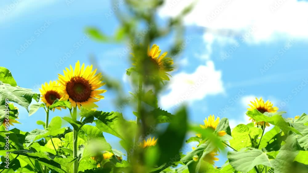 Beautiful yellow sunflower isolated under the blue sky in hot summer, Flower or flora background, Slow motion, Slider shot Beautiful yellow sunflower isolated under the blue sky in hot summer, Flower or flora background, Slow motion, Slider shot