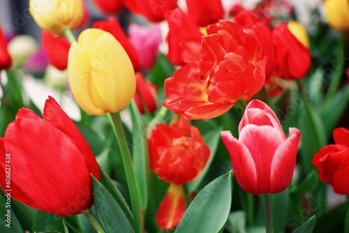 Colorful red white and yellow tulips flowers in spring