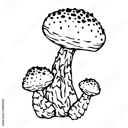 Sketch,doodle of the forest fungus toadstool.Vector graphics.