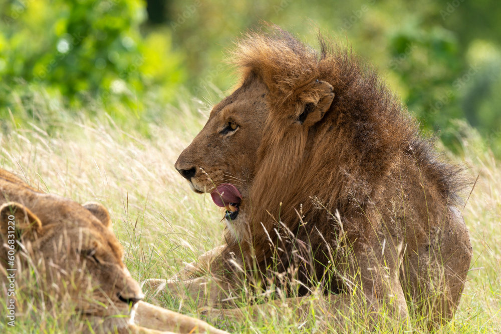 Lion, lionne, Panthera leo, Parc national du Kruger, Afrique du Sud Lion, lionne, Panthera leo, Parc national du Kruger, Afrique du Sud