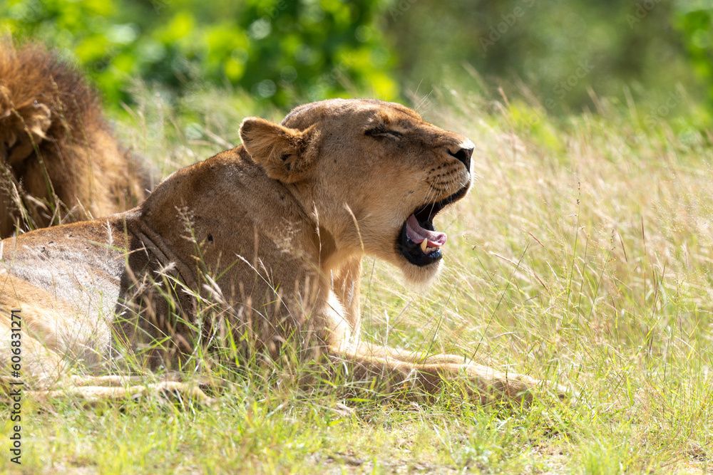 Naklejka premium Lion, lionne, panthera leo, Parc national du Kruger, Afrique du Sud