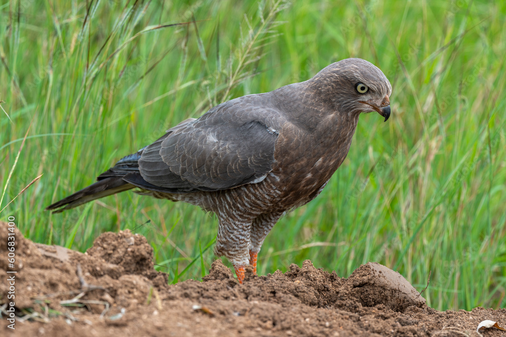 Fototapeta premium Autour à ailes grises,.Melierax poliopterus, Eastern Chanting Goshawk