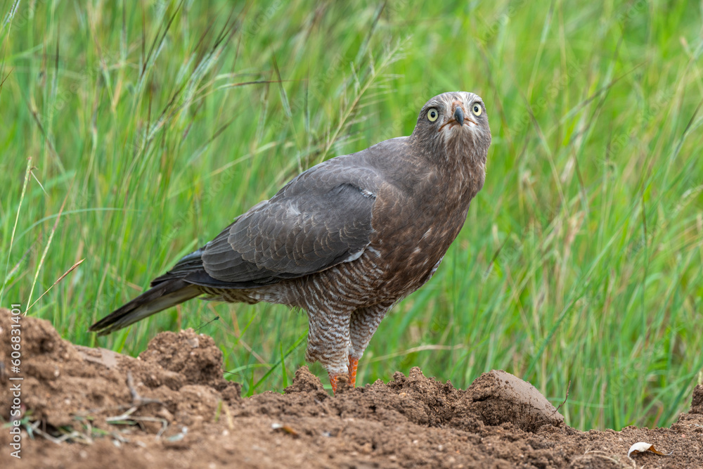 Fototapeta premium Autour à ailes grises,.Melierax poliopterus, Eastern Chanting Goshawk