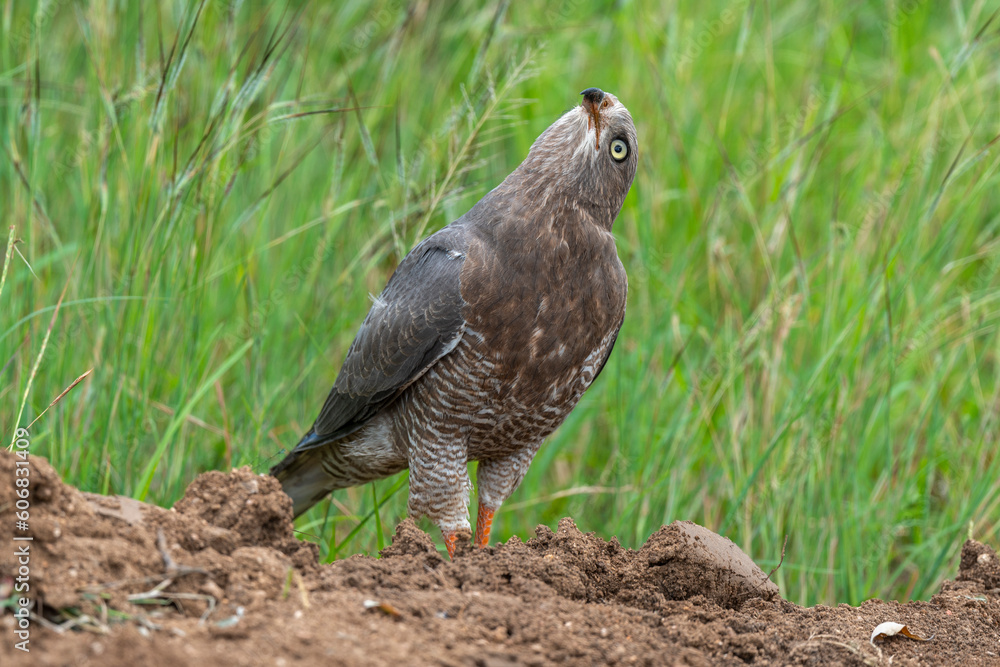 Fototapeta premium Autour à ailes grises,.Melierax poliopterus, Eastern Chanting Goshawk