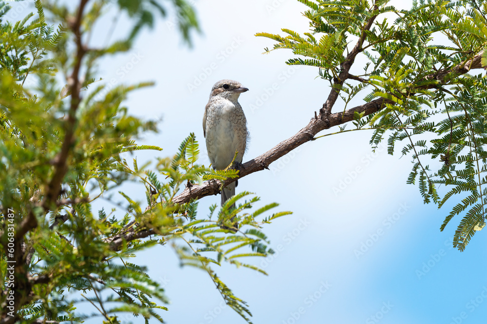 Pie grièche écorcheur,. male, Lanius collurio, Red backed Shrike Pie grièche écorcheur,. male, Lanius collurio, Red backed Shrike