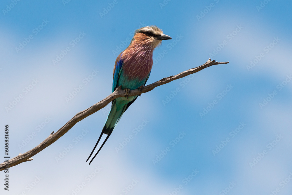 Rollier à longs brins,. Coracias caudatus, Lilac breasted Roller Rollier à longs brins,. Coracias caudatus, Lilac breasted Roller