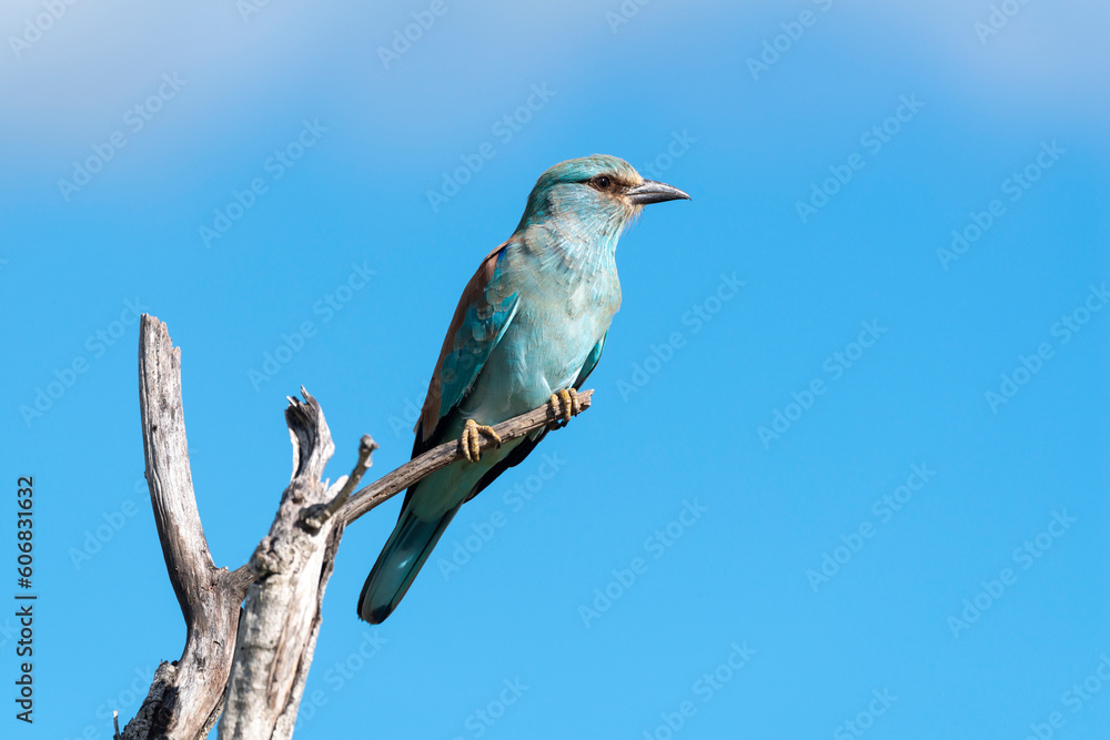 Rollier d'Europe,.Coracias garrulus, European Roller Rollier d'Europe,.Coracias garrulus, European Roller
