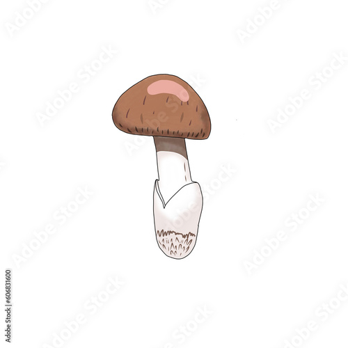 mushroom 