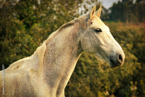 Caballo blanco en atardecer primaveral. Majestuosidad y serenidad en un retrato lleno de gracia y libertad.