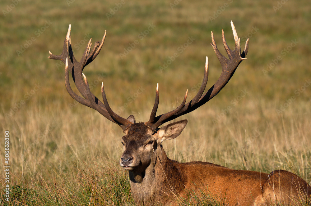 Red deer stag resting in the grass