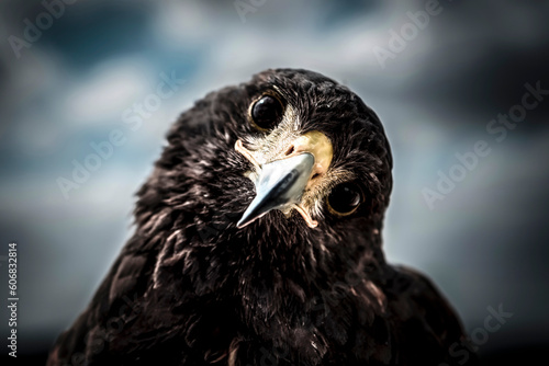 American eagle