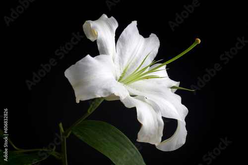 White lilium flower on a black background, postcard. Used as background.