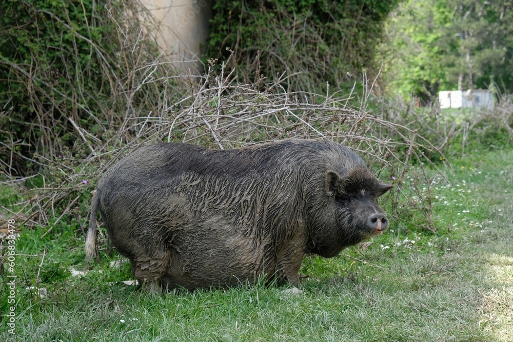 Portrait of black Vietnamese Pot-bellied on grass Portrait of black Vietnamese Pot-bellied on grass