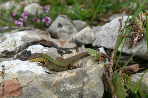 Dalmatian wall lizard (Podarcis melisellensis), reptile met in Vrmac Peninsula, Montenegro, Balkans photo