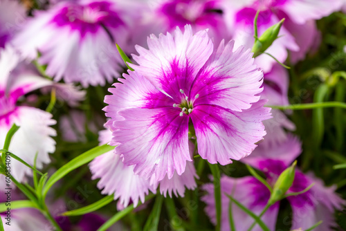 Pink purple carnation varie...
