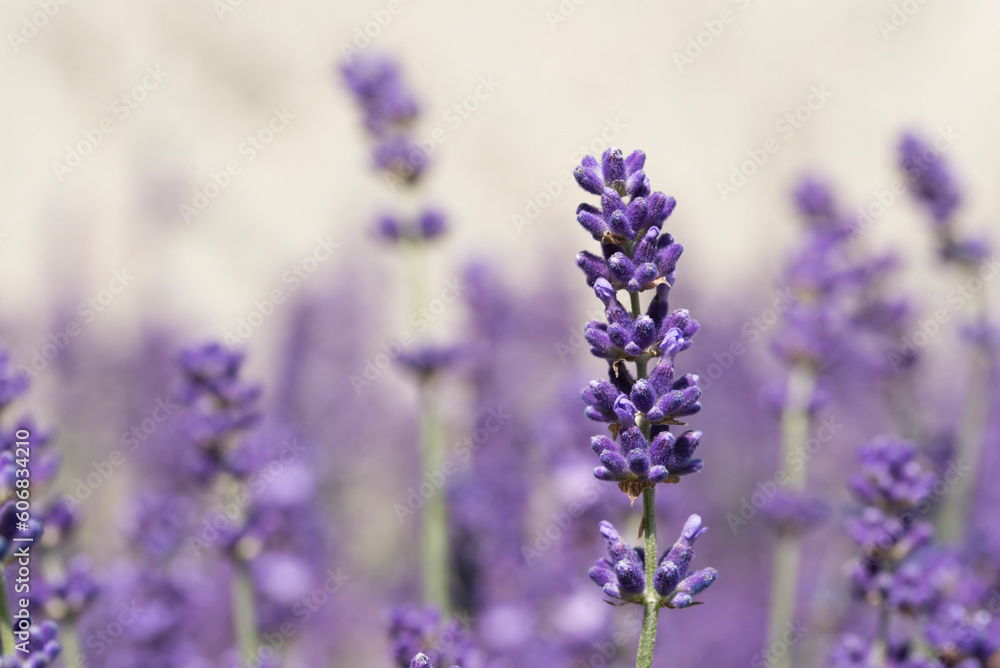 Close up of a lavender flower in a countryside field Close up of a lavender flower in a countryside field