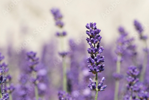Fototapeta Naklejka Na Ścianę i Meble -  Close up of a lavender flower in a countryside field