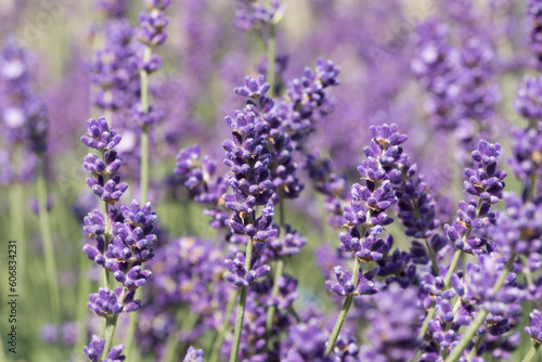 Close up of lavender flowers. Blurred background © Nicola