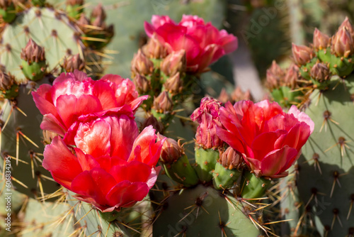 Fototapeta Naklejka Na Ścianę i Meble -  Divided into the subgenus Opuntia, which includes the species called prickly figs, and Cylindropuntia, which includes the species called cholla in Spanish.