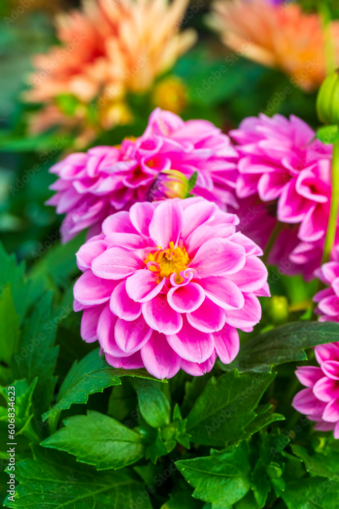 Fototapeta premium Dahlia blooms in summer and autumn, forming the genus Dahlia of the Asteraceae family. Turkish name; Yildiz cicegi