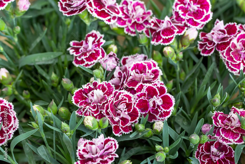 Pink purple carnation varie...