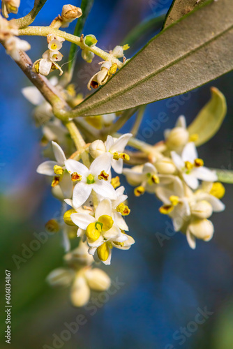 Blooming olive tree in spri...