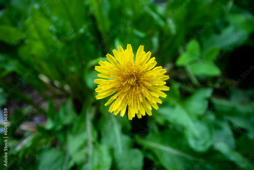 Often considered a pesky weed, the Taraxacum flower is a symbol of resilience and adaptation, with its vibrant blooms and tough roots Often considered a pesky weed, the Taraxacum flower is a symbol of resilience and adaptation, with its vibrant blooms and tough roots