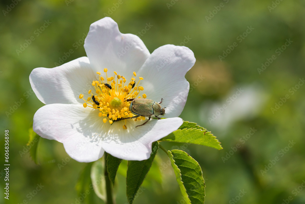 Obraz premium Wild pollinator flying on a white flower to take the nectar. Biodiversity