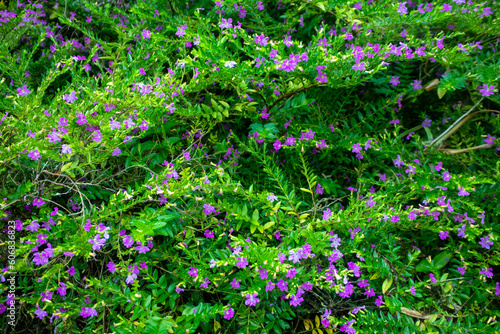 Beautiful Background of Cuphea Hookeriana Blossoms in Full Bloom. The Vibrant Pink and Purple Flowers Create a Stunning Contrast to the Green Foliage 