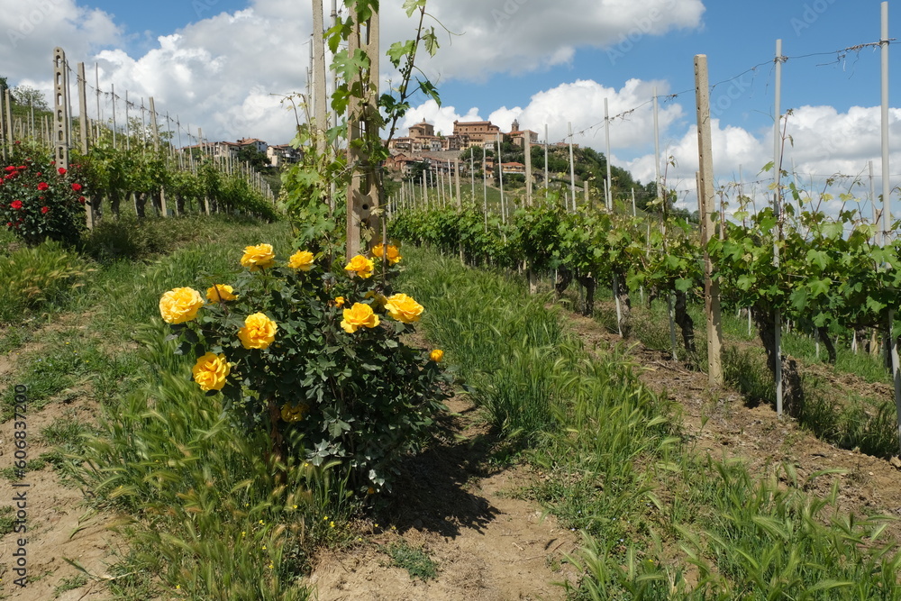 Φωτογραφία Un vigneto nei pressi del borgo di La Morra nelle Langhe in provincia di Cuneo, Piemonte, Italia