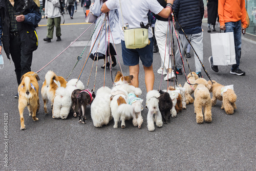 man walking with lot of dogs in the city photo