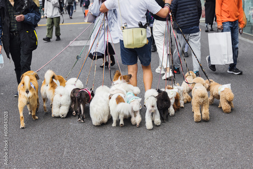 Photography man walking with lot of dogs in the city