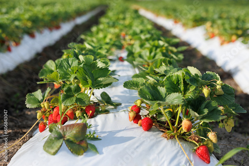 Bush of ripe organic strawberries in the garden. Berry close-up. photo