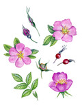 Watercolor botanical illustration of rosehip flowers. Pink wild roses flowers. Can be use as fabric print design, botanical poster, floral postcard, wrapping, label, invitations, stickers, tattoo.