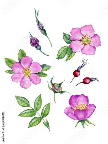 Watercolor botanical illustration of rosehip flowers. Pink wild roses flowers. Can be use as fabric print design, botanical poster, floral postcard, wrapping, label, invitations, stickers, tattoo.