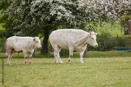 White cow and white calf on meadow