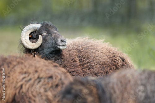 Brown male ouessant sheep on meadow photo