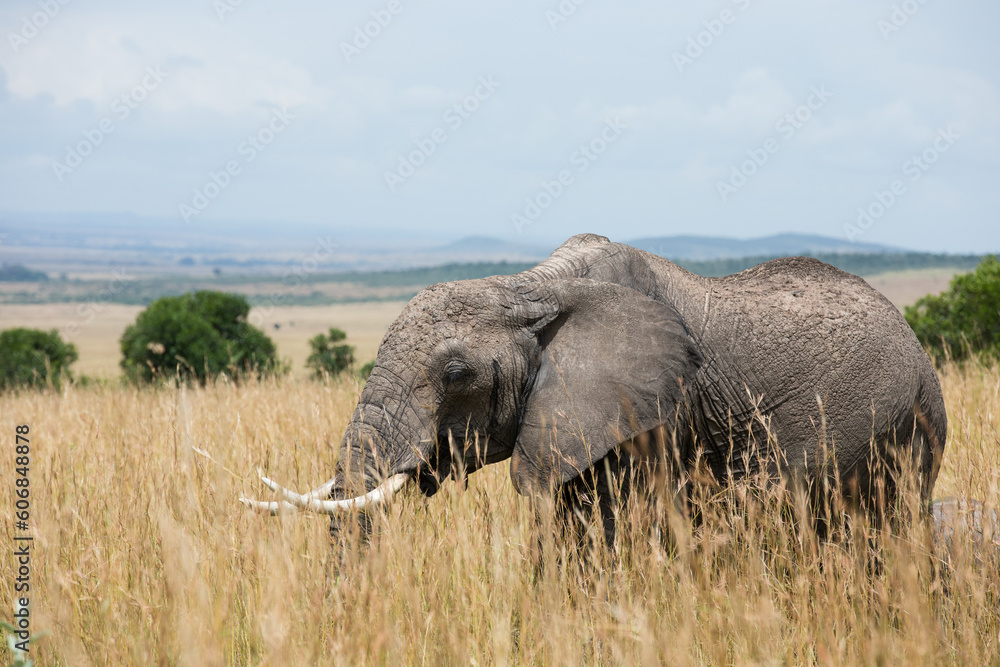 Samotny słoń na sawannie Parku Narodowego Masai Mara Kenia - obrazy, fototapety, plakaty 