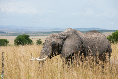 Samotny słoń na sawannie Parku Narodowego Masai Mara Kenia