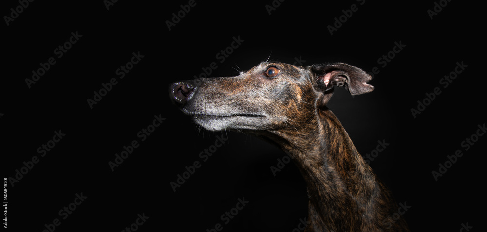 Profile brindle greyhound with serious expressios face and looking away. Isolated on black background.