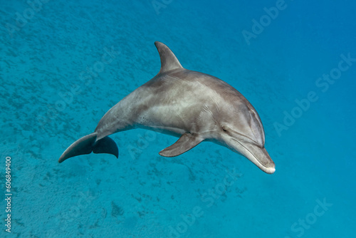 dolphin floats in the sea