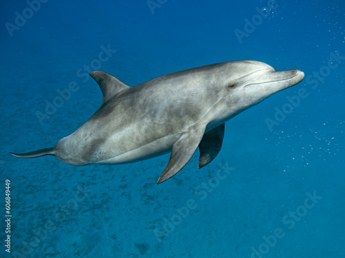 dolphin in the sea