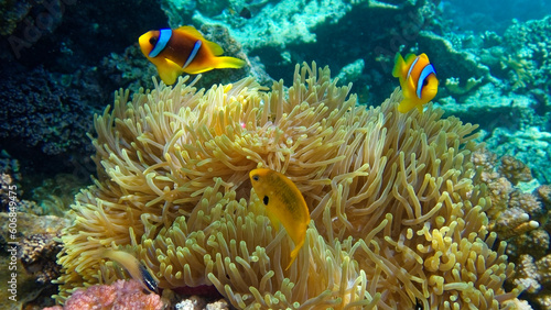 clownfish  against the background of Anemone 
