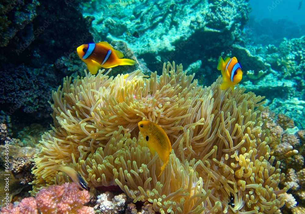 Φωτογραφία clownfish  against the background of Anemone