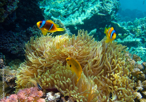 clownfish against the background of Anemone 