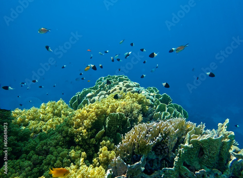 Fototapeta Naklejka Na Ścianę i Meble -  underwater world of corals and fishes,background