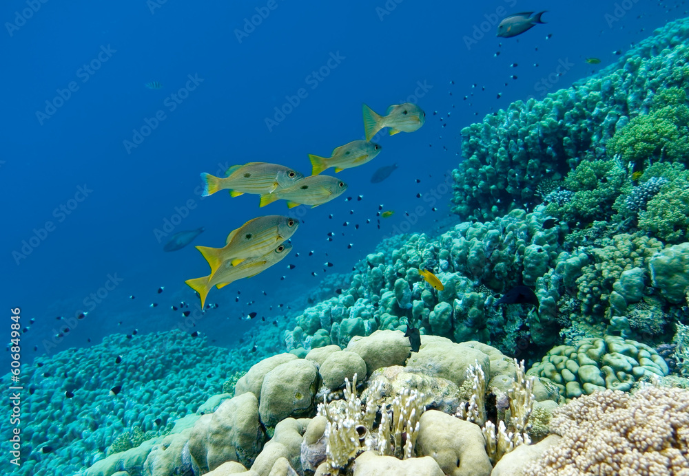 Obraz premium coral reef with fish