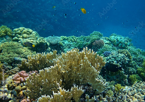 coral reef with fish