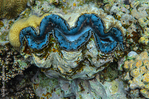 underwater world, cockle Giant Clam in the Red Sea Colorful and beautiful